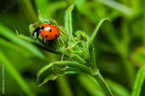 macro photo of a ladybug, ladybug on a plant, beautiful ladybug