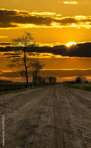 A tree with a sunset in the background. High quality photo