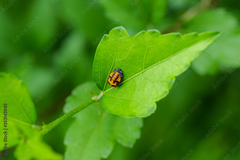 A ladybird pupa on a green leaf A ladybird pupa on a green leaf