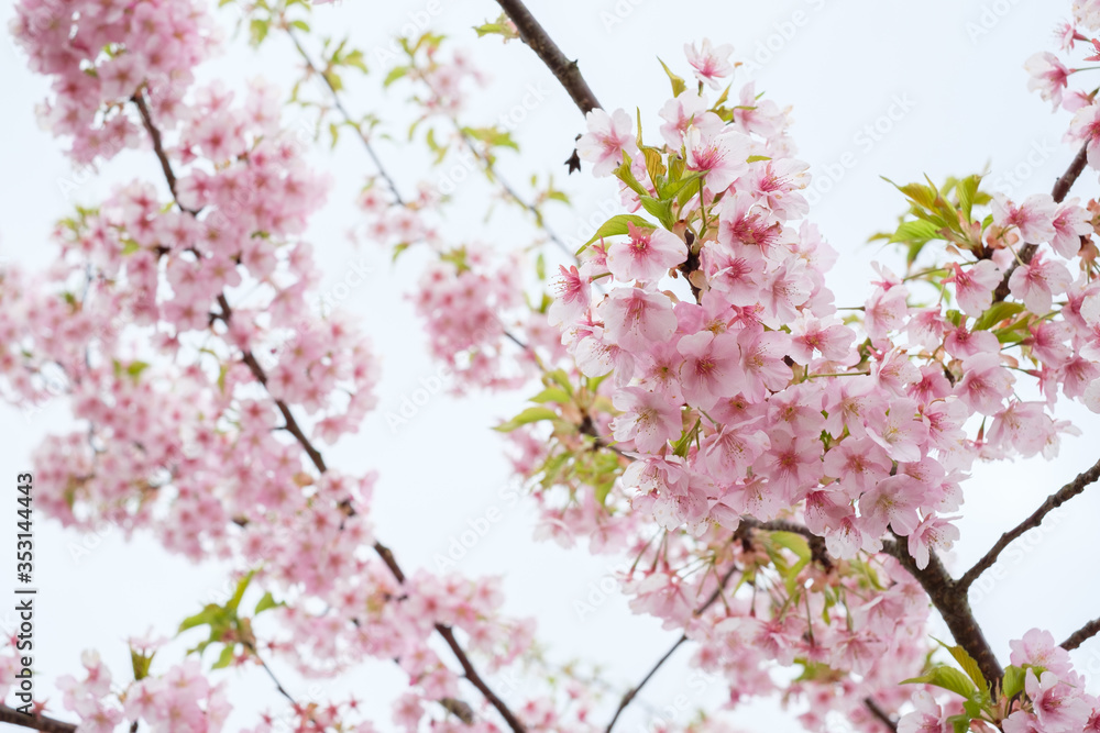 Sakura in a Farm in Osaka, japan Sakura in a Farm in Osaka, japan
