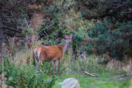 Fototapeta Naklejka Na Ścianę i Meble -  Deer in Capcir forest, Cerdagne, France