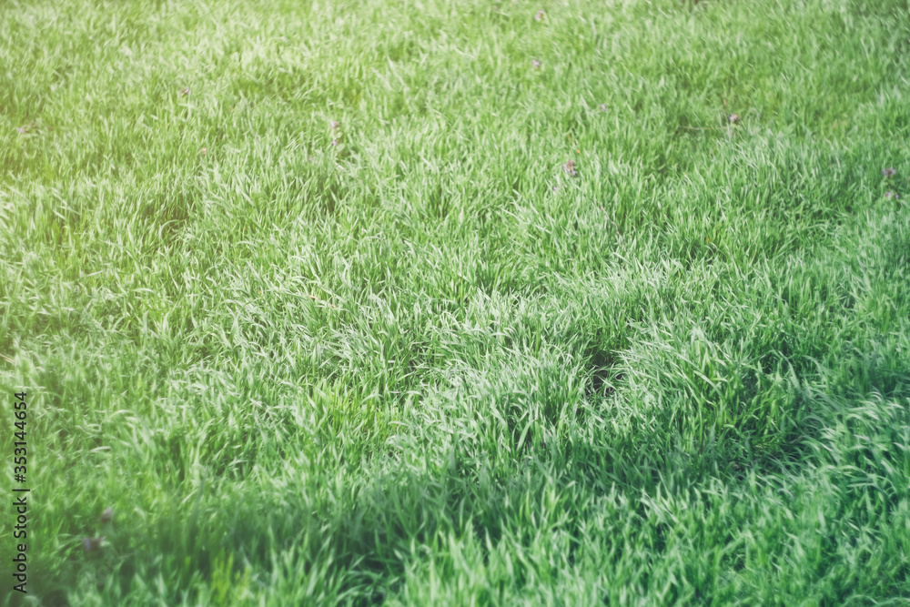 Fresh juicy green grass in the forest, field, park. Textural natural background. Copyspace. Fresh juicy green grass in the forest, field, park. Textural natural background. Copyspace.