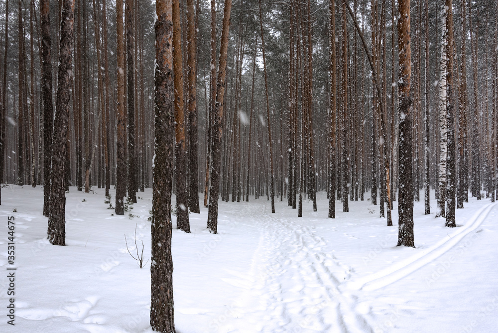 Fototapeta premium Falling snow in the winter pine forest.