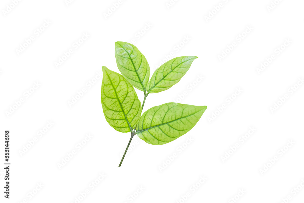 Obraz premium Green leave on white background