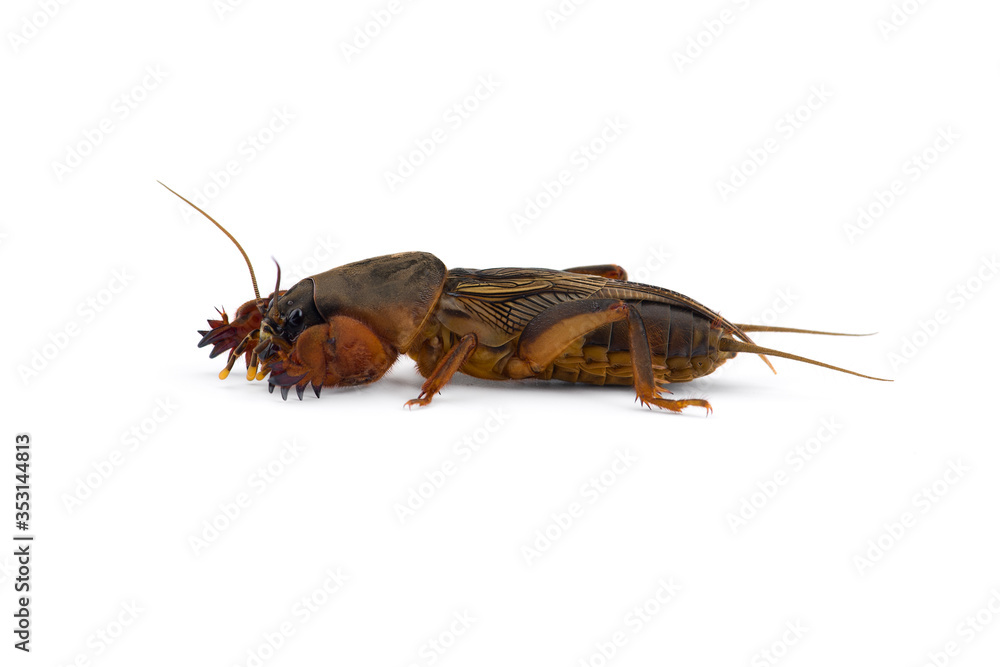 the European mole cricket macro photo isolated on white background the European mole cricket macro photo isolated on white background