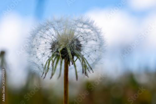 Close up of white dandelion. Blooming blowball in macro on blurry green background. Concept of nature background.