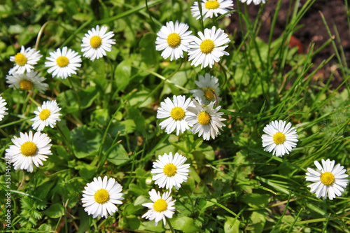 Daisies bloomed