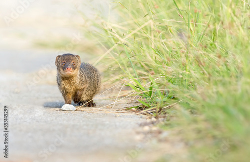 Indian mongoose appears out of the grass in Okinawa, Japan