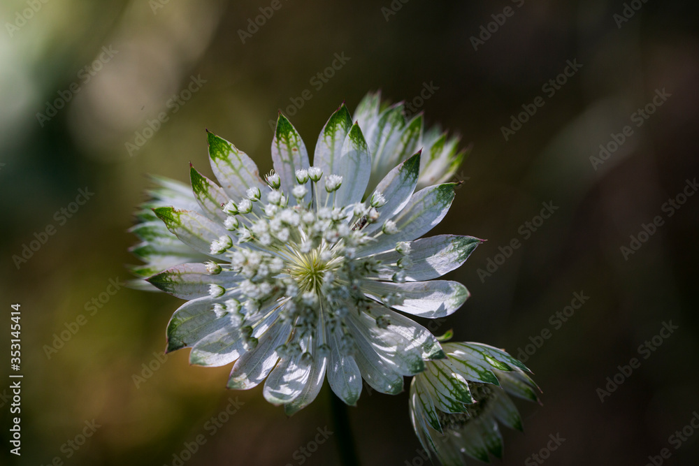 White flower in Pyrenees, France White flower in Pyrenees, France