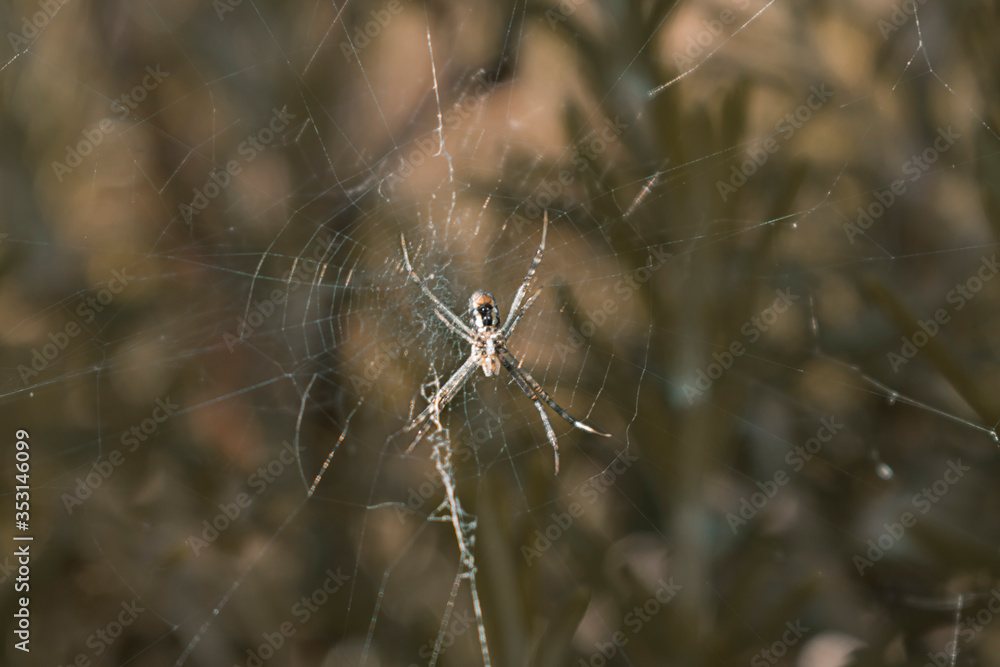 Reportaje Fauna Covid Reportaje Fauna Covid
