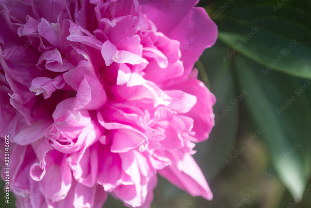 Fototapeta premium Pink peony macro. Gentle abstract floral pastel background