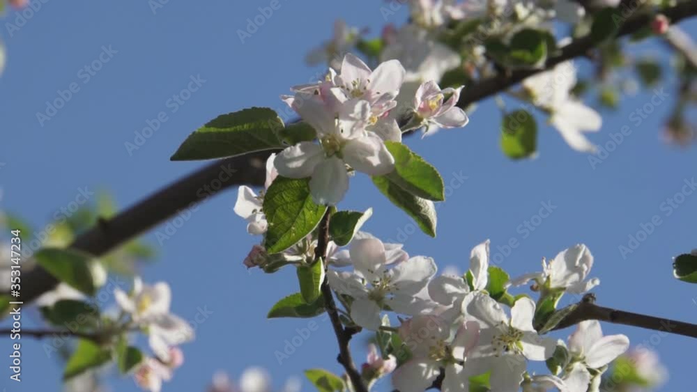 Apple blossom branches Apple blossom branches