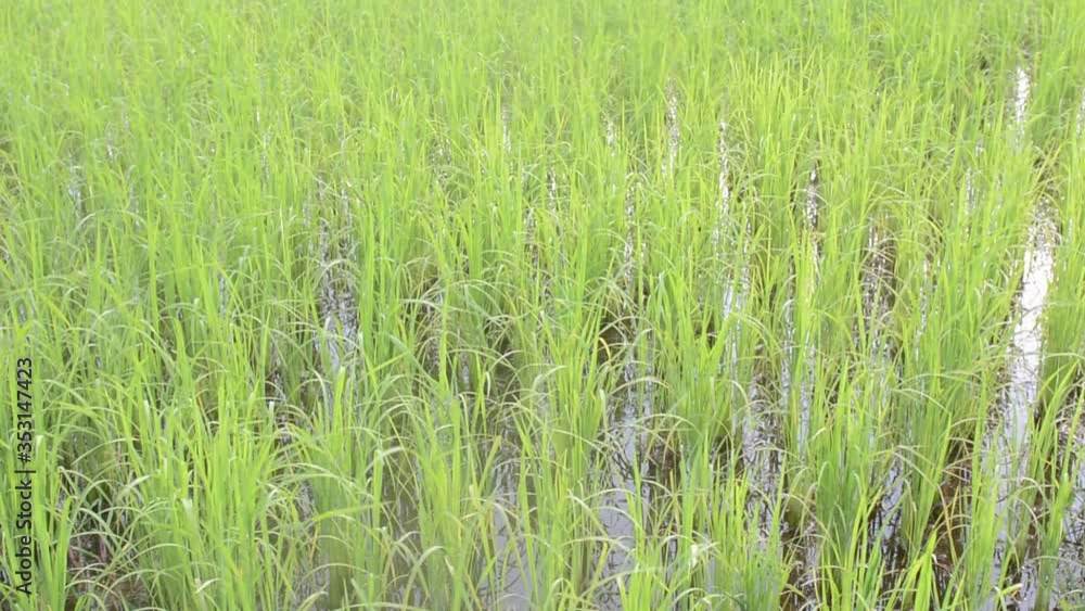 green rice field in the Morning. in the windy green rice field in the Morning. in the windy