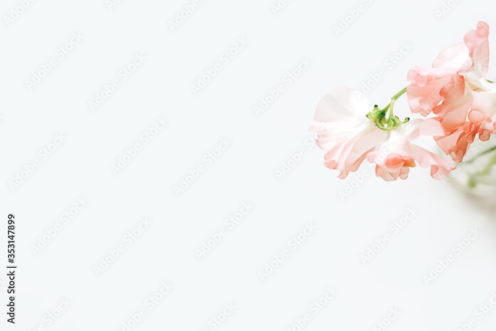 Nice and tender floral greeting card design, made of sweet pea flowers on white background. Lardge space for copy text. Perfect backdrop for wedding invitation. Nice and tender floral greeting card design, made of sweet pea flowers on white background. Lardge space for copy text. Perfect backdrop for wedding invitation.