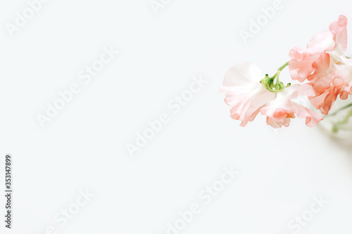 Nice and tender floral greeting card design  made of sweet pea flowers on white background. Lardge space for copy text. Perfect backdrop for wedding invitation.