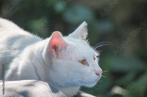 White Thai cat with two colored eyes