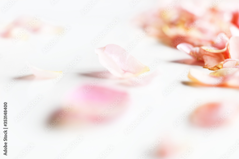 Bunch of rose petals on white background. Front view, narrow depth of field. Nice and tender background for wedding, mother's and woman's day.