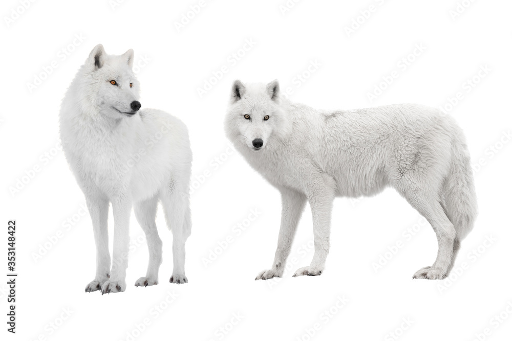 two polar wolf isolated on a white background. two polar wolf isolated on a white background.