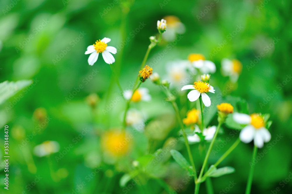 Beautiful little white bidens pilosa flowers blooming in spring