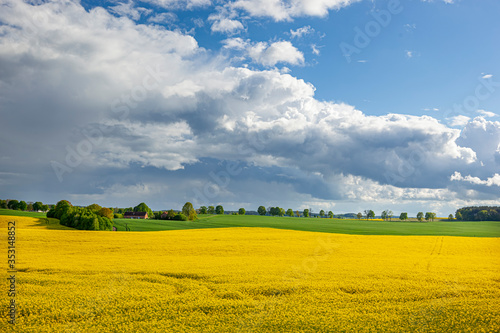 Fototapeta Naklejka Na Ścianę i Meble -  Rzepak - żółte kwiaty rzepaku - krajobraz rolniczy, Polska, Warmia i mazury
