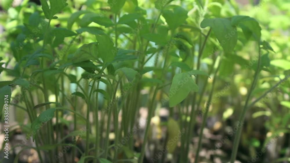 Close-up green seedling grows in fertile soil. Concept of green planet, ecology. Close-up green seedling grows in fertile soil. Concept of green planet, ecology.