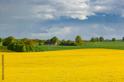 Fototapeta Naklejka Na Ścianę i Meble -  Rzepak - żółte kwiaty rzepaku - krajobraz rolniczy, Polska, Warmia i mazury