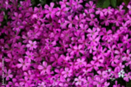 blurred background lilac flowers