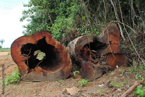 Fallen trunk