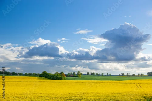Obraz Rzepak - żółte kwiaty rzepaku - krajobraz rolniczy, Polska, Warmia i mazury