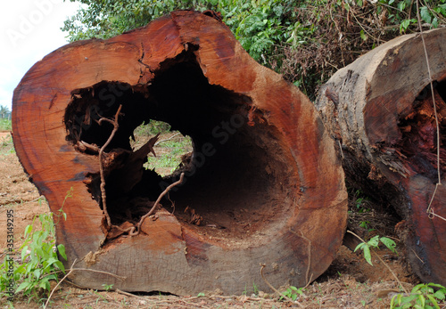 Fallen trunk