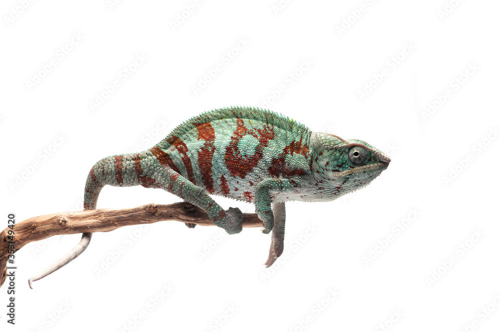 Fototapeta premium Niebieska jaszczurka Kameleon lamparci na białym tle