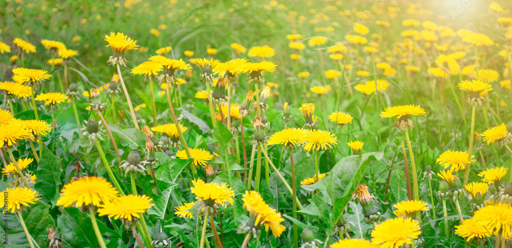 Green field with yellow dandelions. Closeup of yellow flowers Green field with yellow dandelions. Closeup of yellow flowers