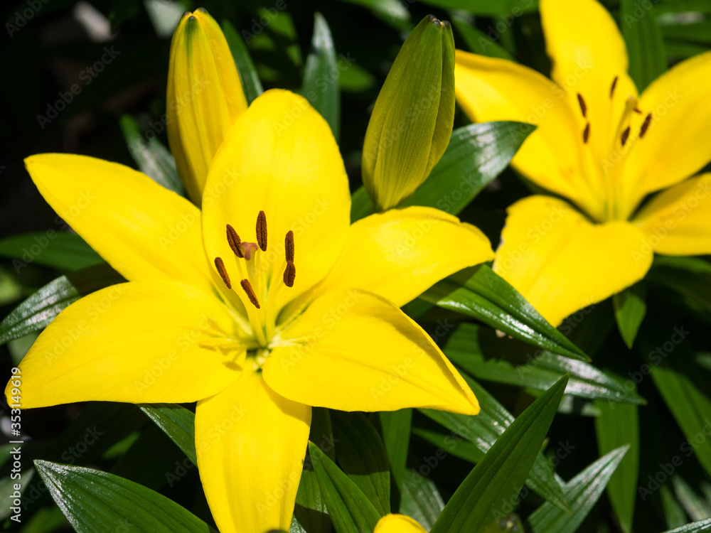 Obraz premium ユリ