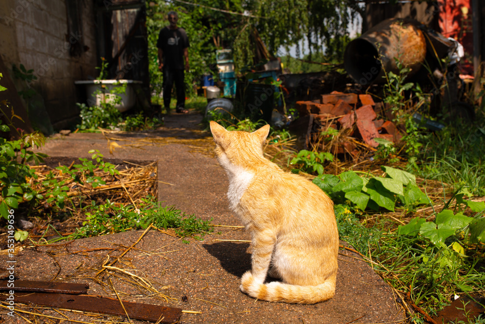 Red cat in the courtyard of the house in the village. Red cat walks summer outdoors Red cat in the courtyard of the house in the village. Red cat walks summer outdoors