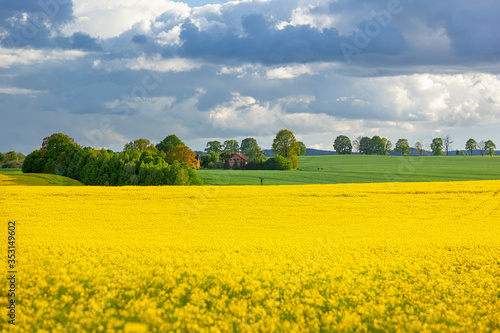 Fototapeta Naklejka Na Ścianę i Meble -  Rzepak - żółte kwiaty rzepaku - krajobraz rolniczy, Polska, Warmia i mazury