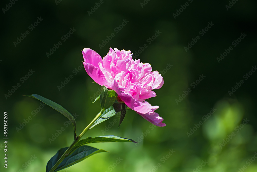 Lonely pink fresh pion flower on blurred dark green floral background. Lonely pink fresh pion flower on blurred dark green floral background.