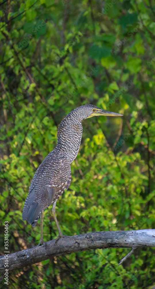 Naklejka premium Tiger Heron at the beach in Costa Rica