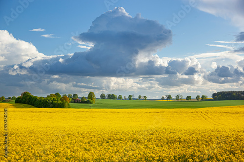 Fototapeta Naklejka Na Ścianę i Meble -  Rzepak - żółte kwiaty rzepaku - krajobraz rolniczy, Polska, Warmia i mazury