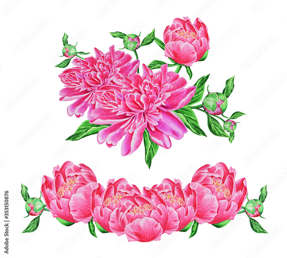 Bouquets of pink peonies on a white background, watercolor realistic hand drawing, botanical painting.