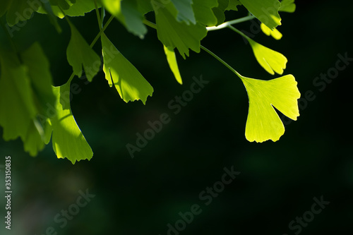 Branch of insolated fresh ginkgo biloba tree on black background.