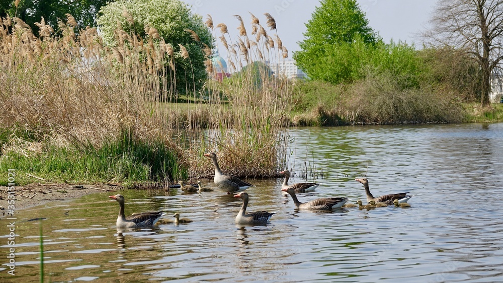 Gänsefamilie, Gans, Wildgans, Graugans Gänsefamilie, Gans, Wildgans, Graugans