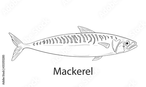 Mackerel fishing dodle logo. Mackerel fish doodle restaurant menu emblem. Fishing theme illustration. Isolated on white.