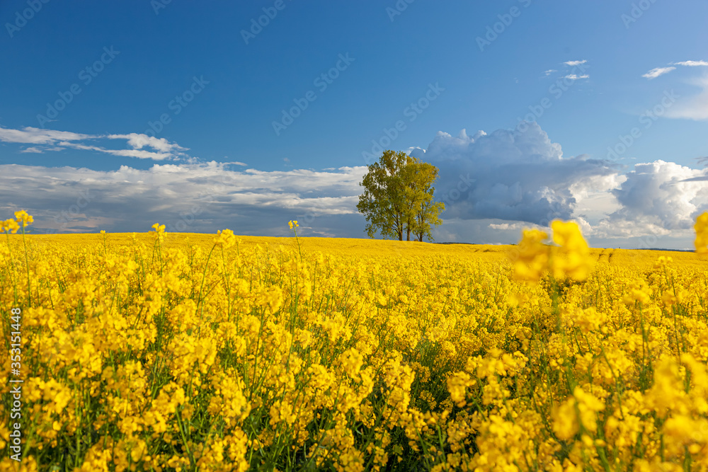 Rzepak - żółte kwiaty rzepaku - krajobraz rolniczy, Polska, Warmia i mazury - obrazy, fototapety, plakaty 