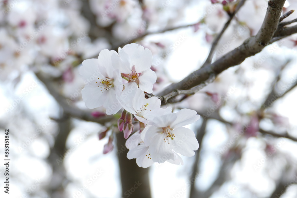 桜 岐阜県山県市
