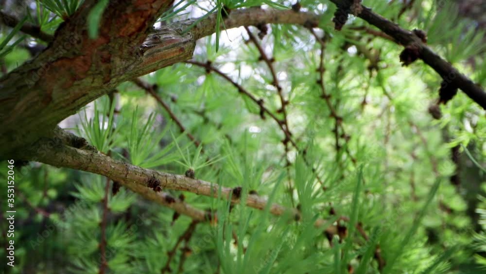 sliding through the japanese larch tree branches sliding through the japanese larch tree branches