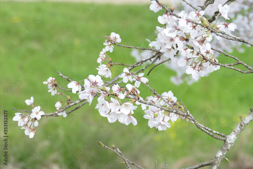 桜 岐阜県山県市 桜 岐阜県山県市