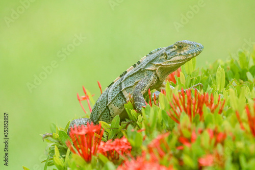 Iguana on a red flower posing