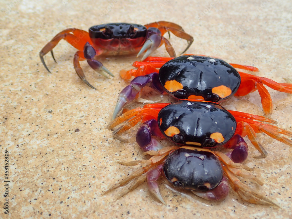 Crabs at the beach in Costa Rica Crabs at the beach in Costa Rica