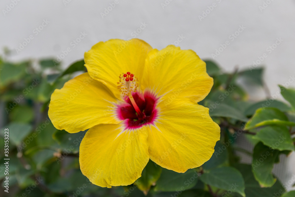 macro of a yellow flower macro of a yellow flower