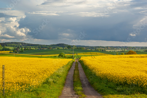 Fototapeta Naklejka Na Ścianę i Meble -  Rzepak - żółte kwiaty rzepaku - krajobraz rolniczy, Polska, Warmia i mazury